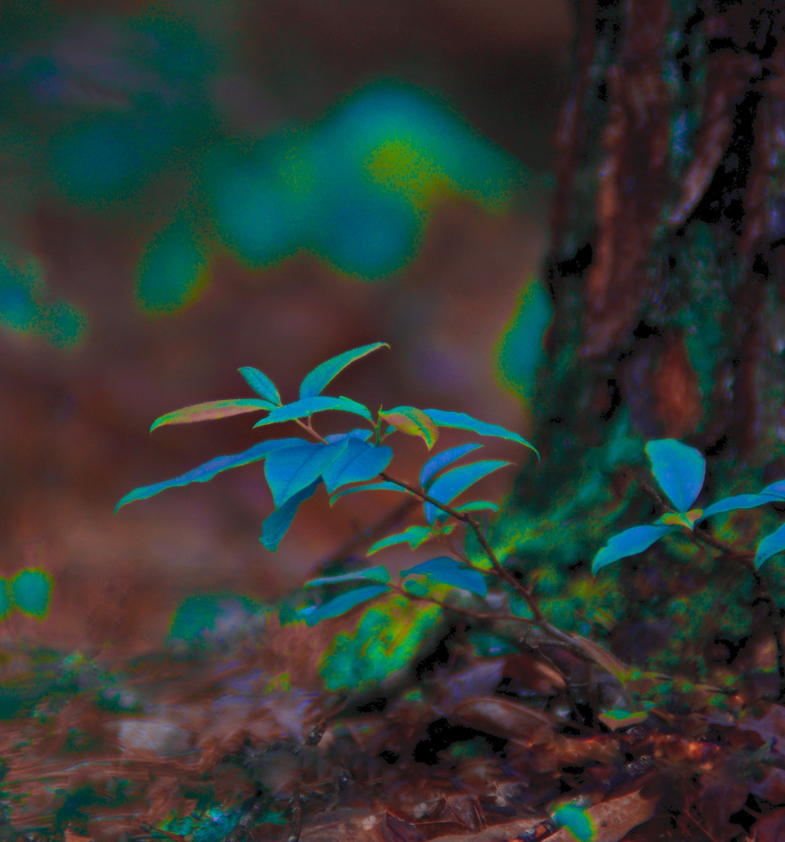 Photograph of a small branch growing out of a forest floor. The colors have been altered so that the leaves are blue and the ground is covered in red moss.
