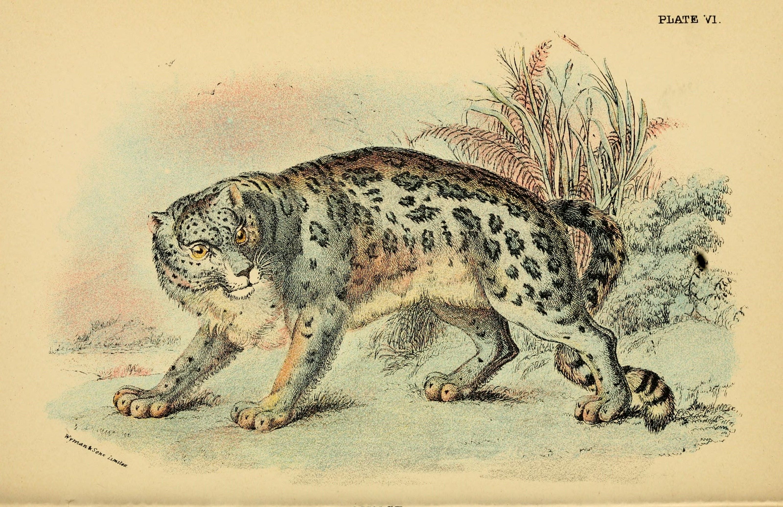 A vintage illustration of a snow leopard, tense and looking to the side toward the camera.