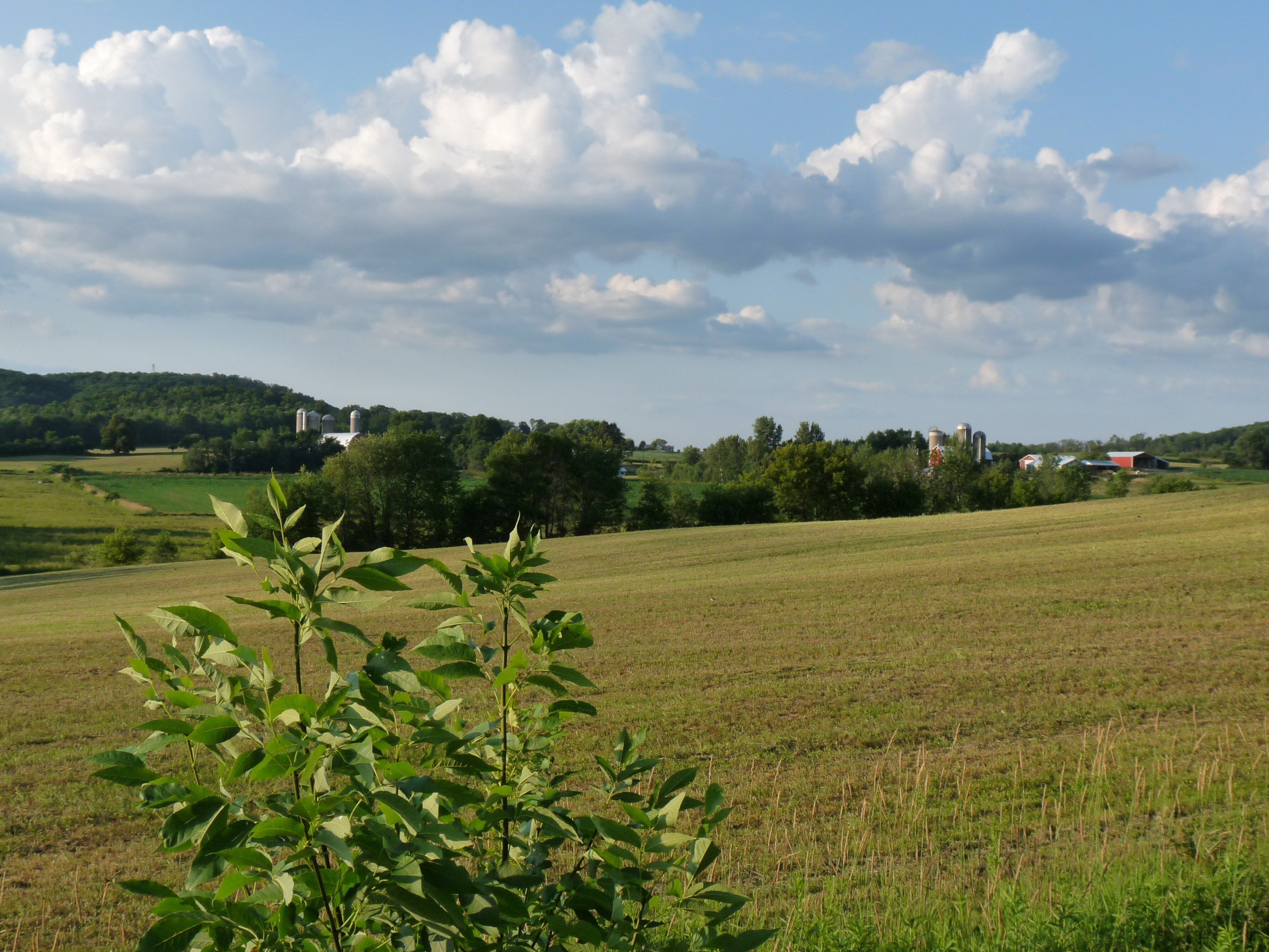 The part of Hendren, Wisconsin around the mounds is rolling. This view is from County GG. North Mound is at left, with its fire lookout just visible.
