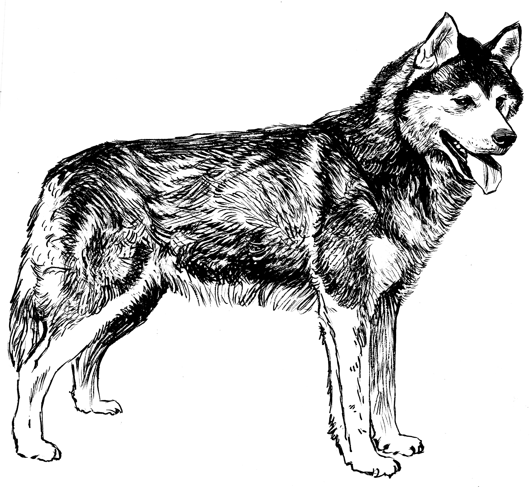 A black and white illustration of a husky standing in place, mouth open and tongue out