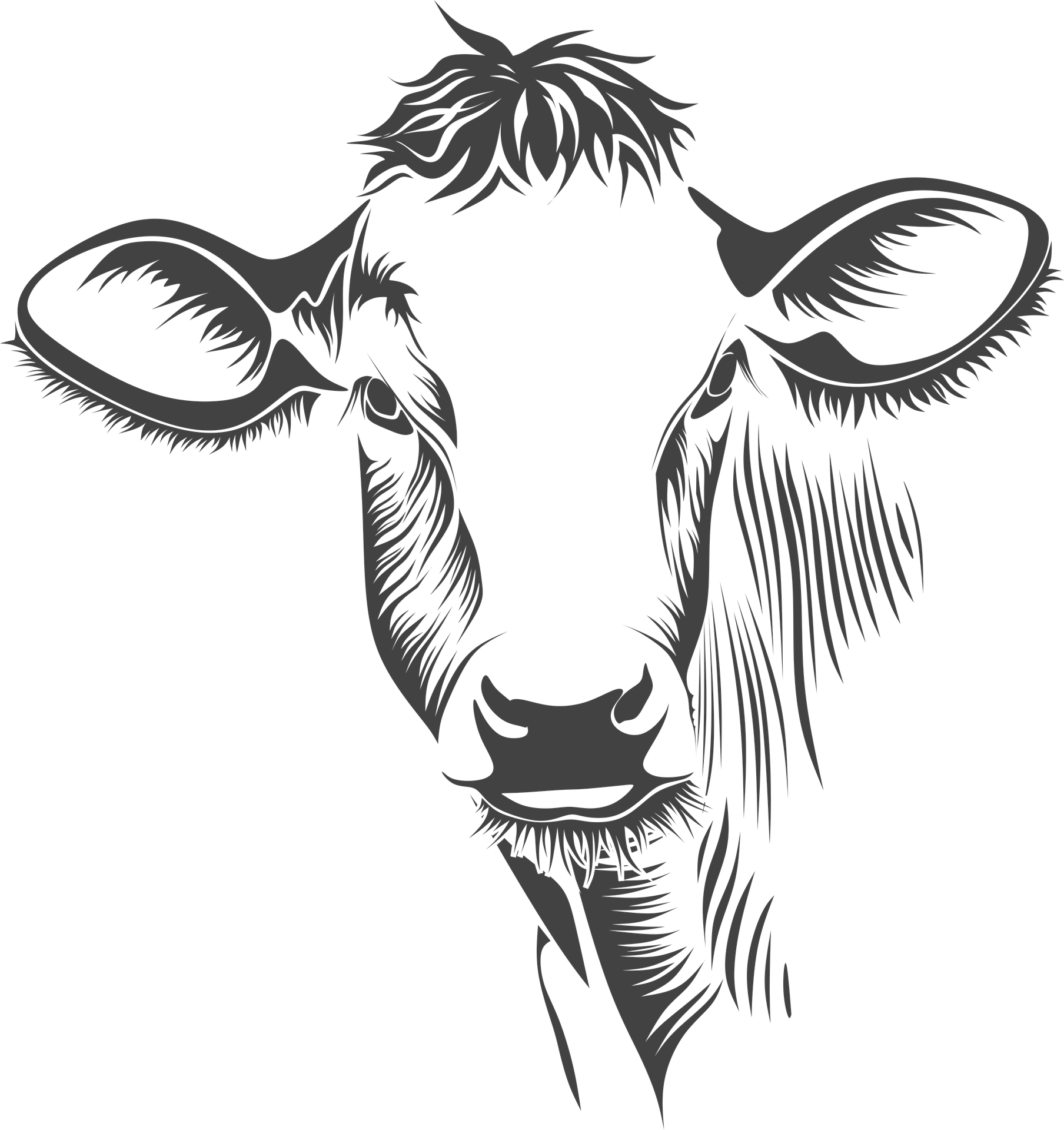 an illustration of a cow's head. It looks very unimpressed.